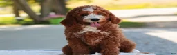Cavapoo dogs for sale: Blaise Cavapoo  - Ad 5