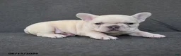 French Bulldog dogs for sale: Nelson - Ad 5
