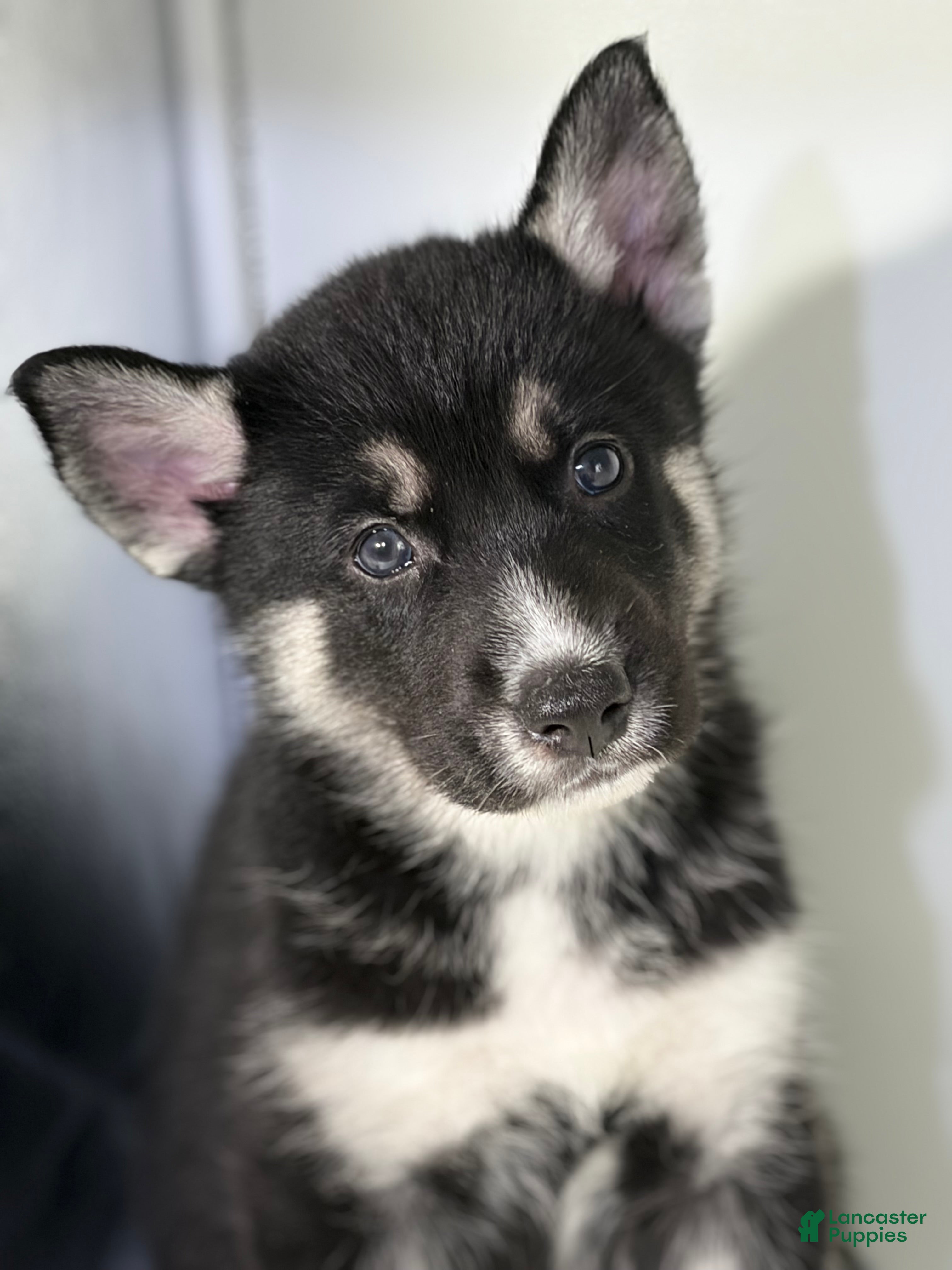 Mixed Breed dogs for sale: Tux - Ad 1