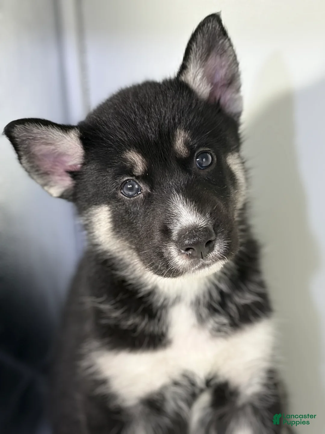 Mixed Breed dogs for sale: Tux - Ad 1