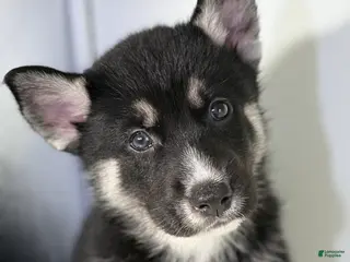 Mixed Breed dogs for sale: Tux - Ad 1