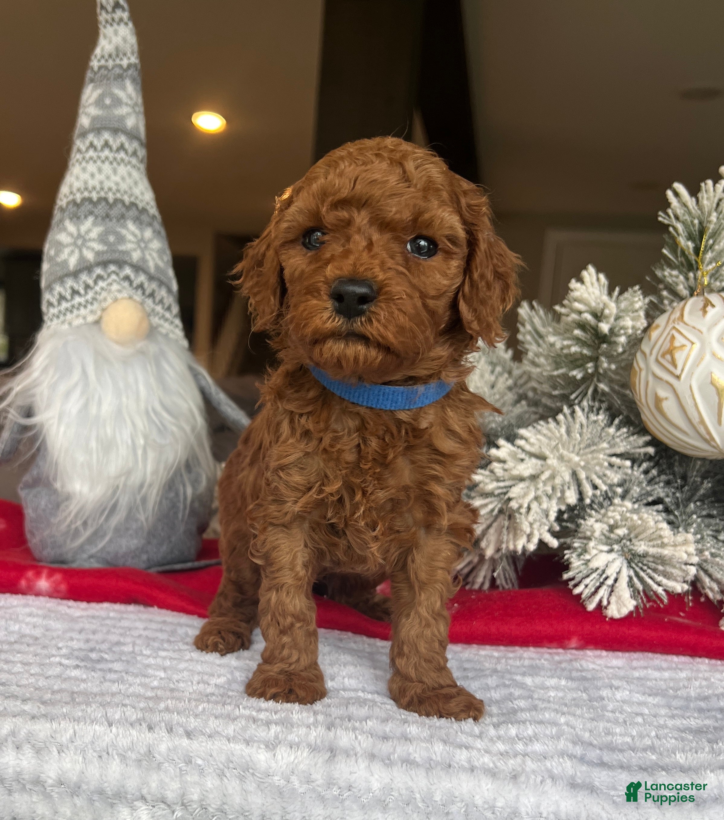 Mini Goldendoodle dogs Carter - Ad 36