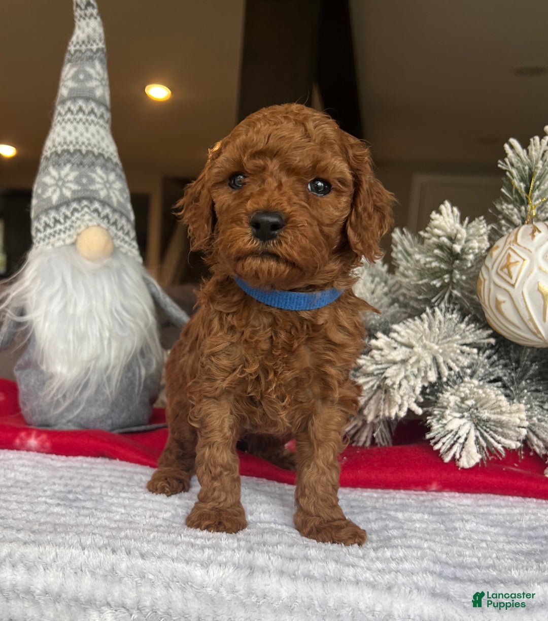 Mini Goldendoodle dogs for sale: Carter - Ad 1