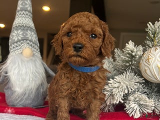 Mini Goldendoodle dogs Carter - Ad 32
