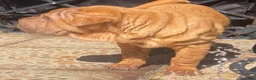 Shar Pei dogs for sale: Goose - Ad 18