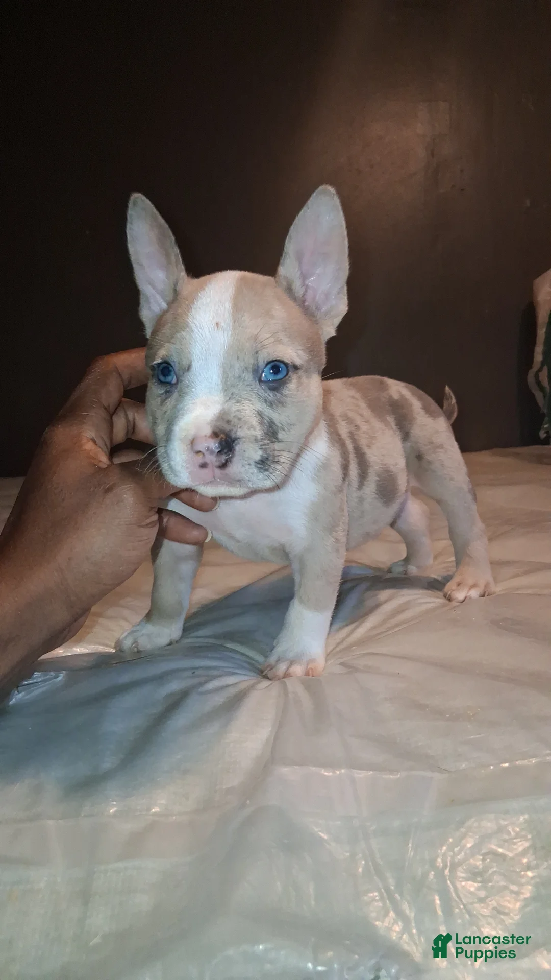 American Bully dogs for sale: American Bully 2 - Ad 1