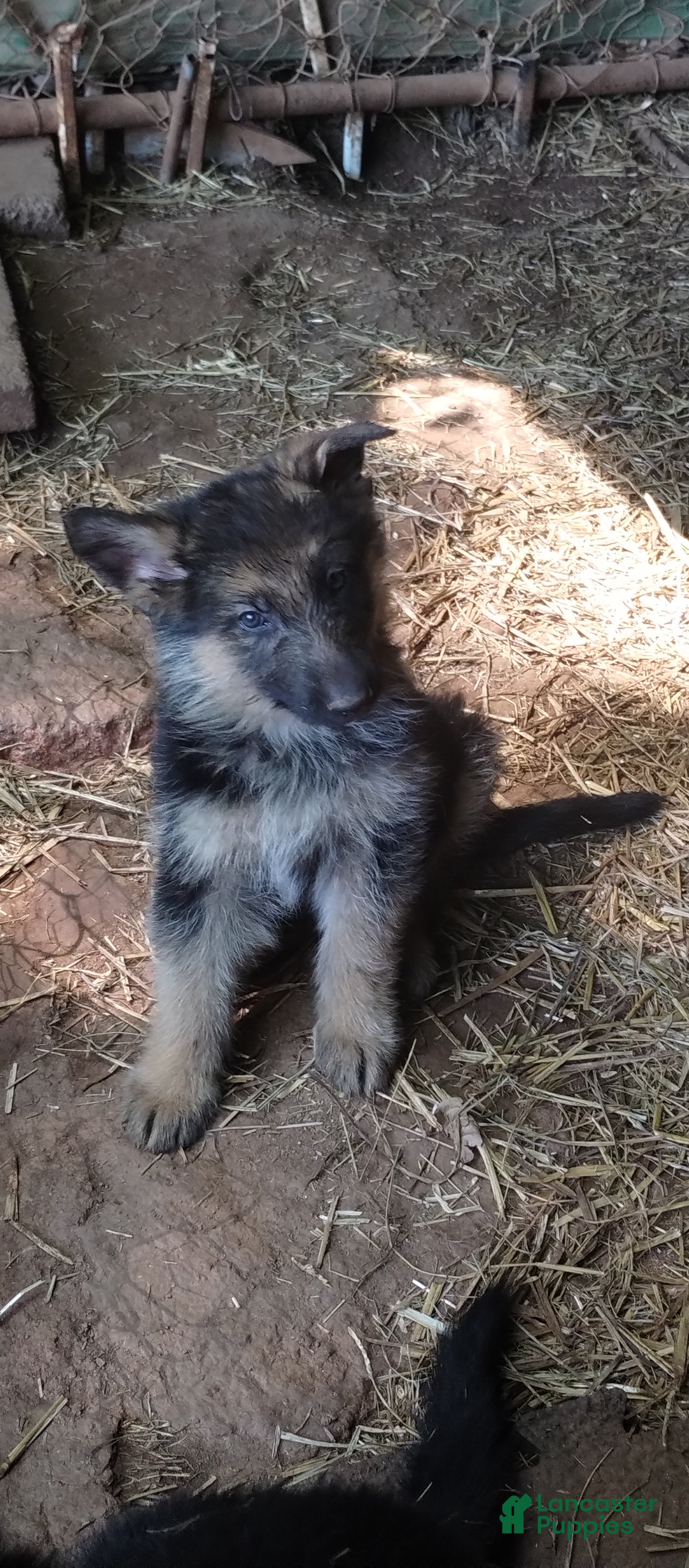 German Shepherd dogs for sale: German Shepherd Puppy 2 - Ad 10