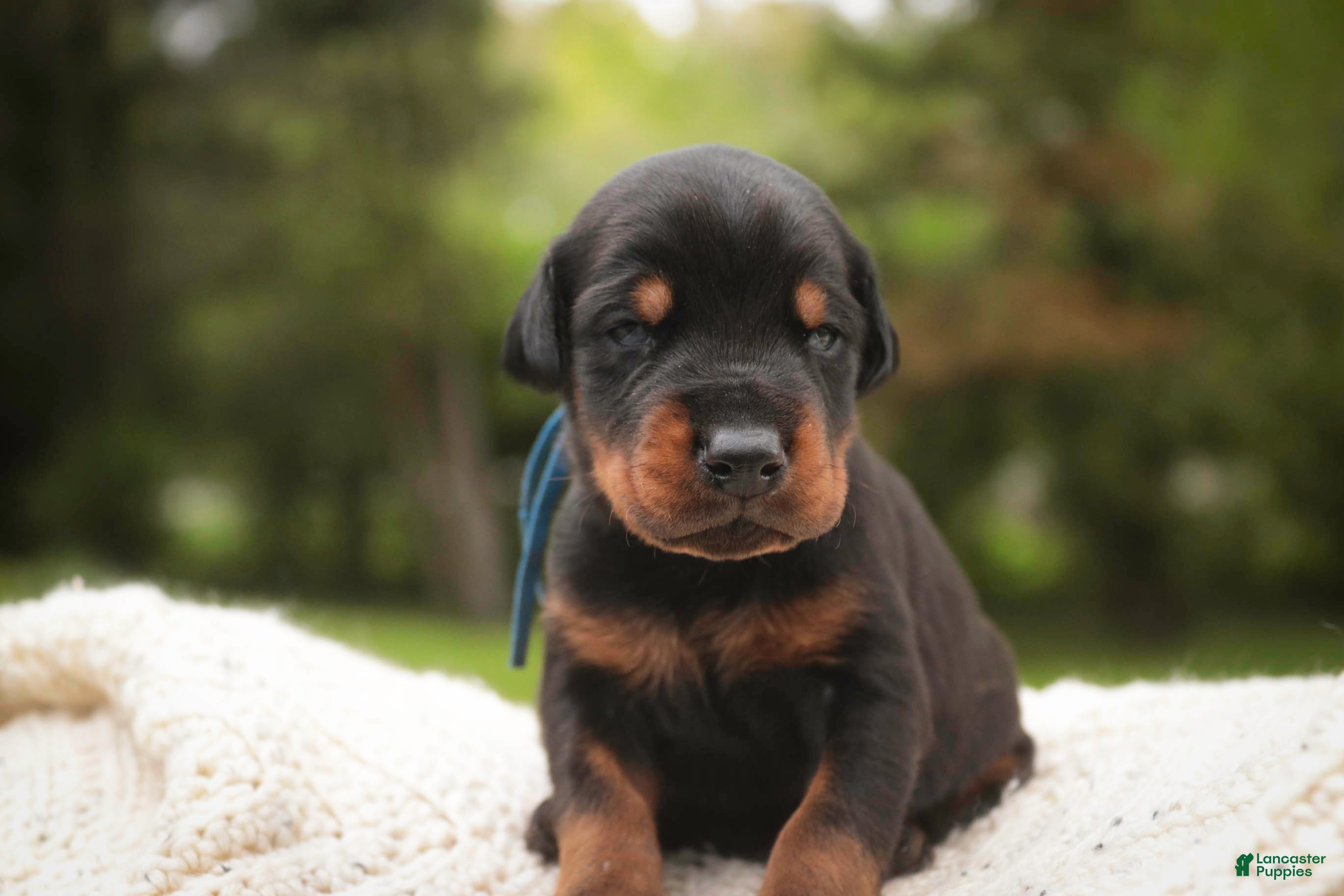 Doberman Pinscher dogs Malcolm - Ad 1