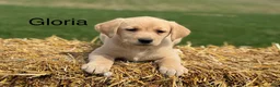 Labrador Retriever dogs for sale: Gloria - Ad 1