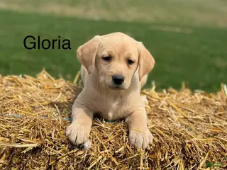 Labrador Retriever dogs for sale: Gloria - Ad 4
