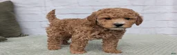Mini Goldendoodle dogs for sale: Baily - Ad 7
