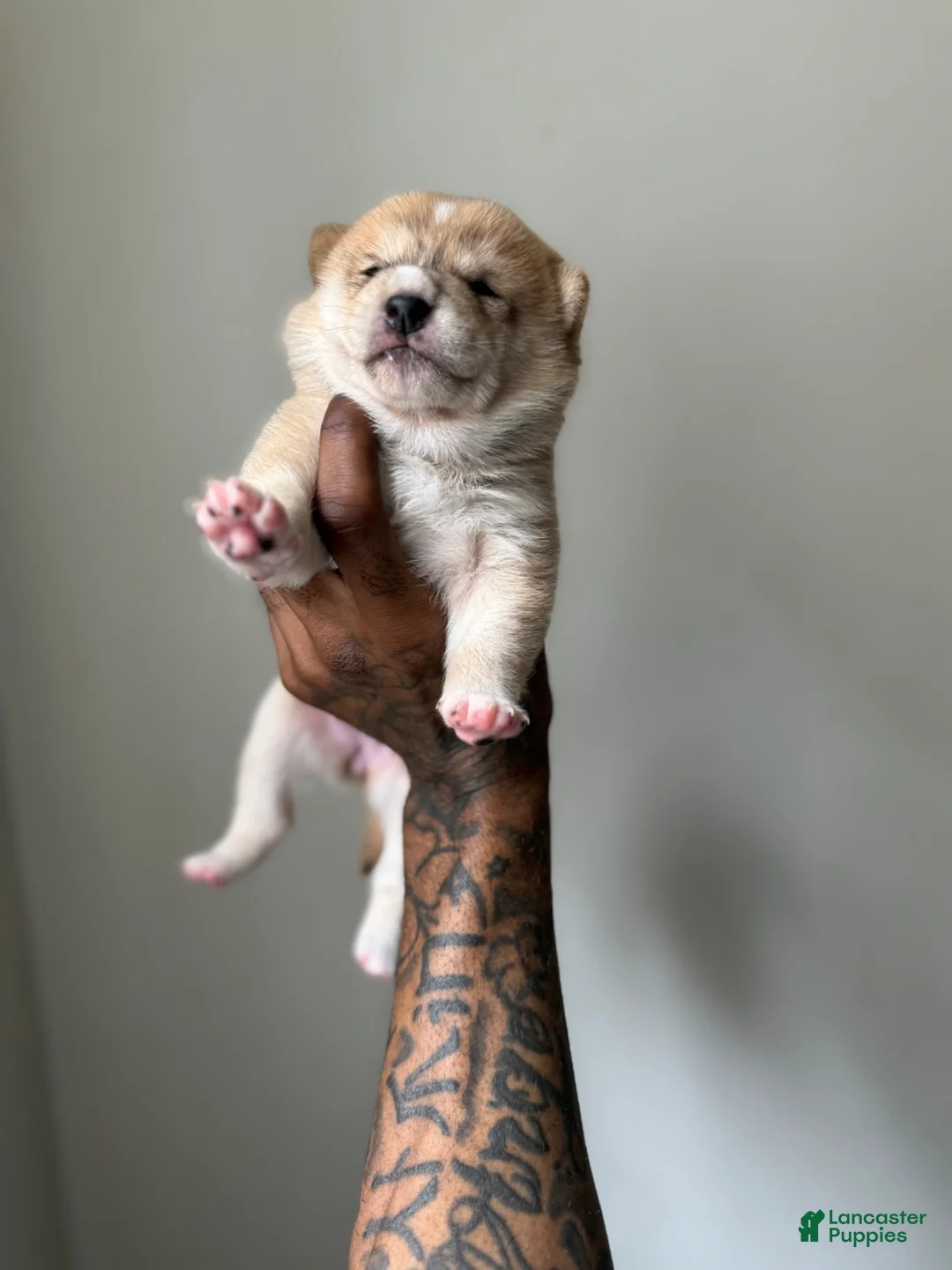 Shiba Inu dogs for sale: Chanel  - Ad 2