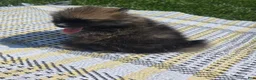 Pomeranian dogs for sale: Rocket - Ad 6