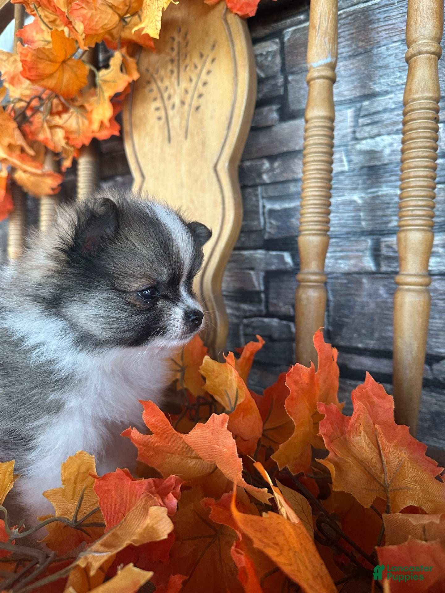 Pomeranian dogs Lollipop  - Ad 2