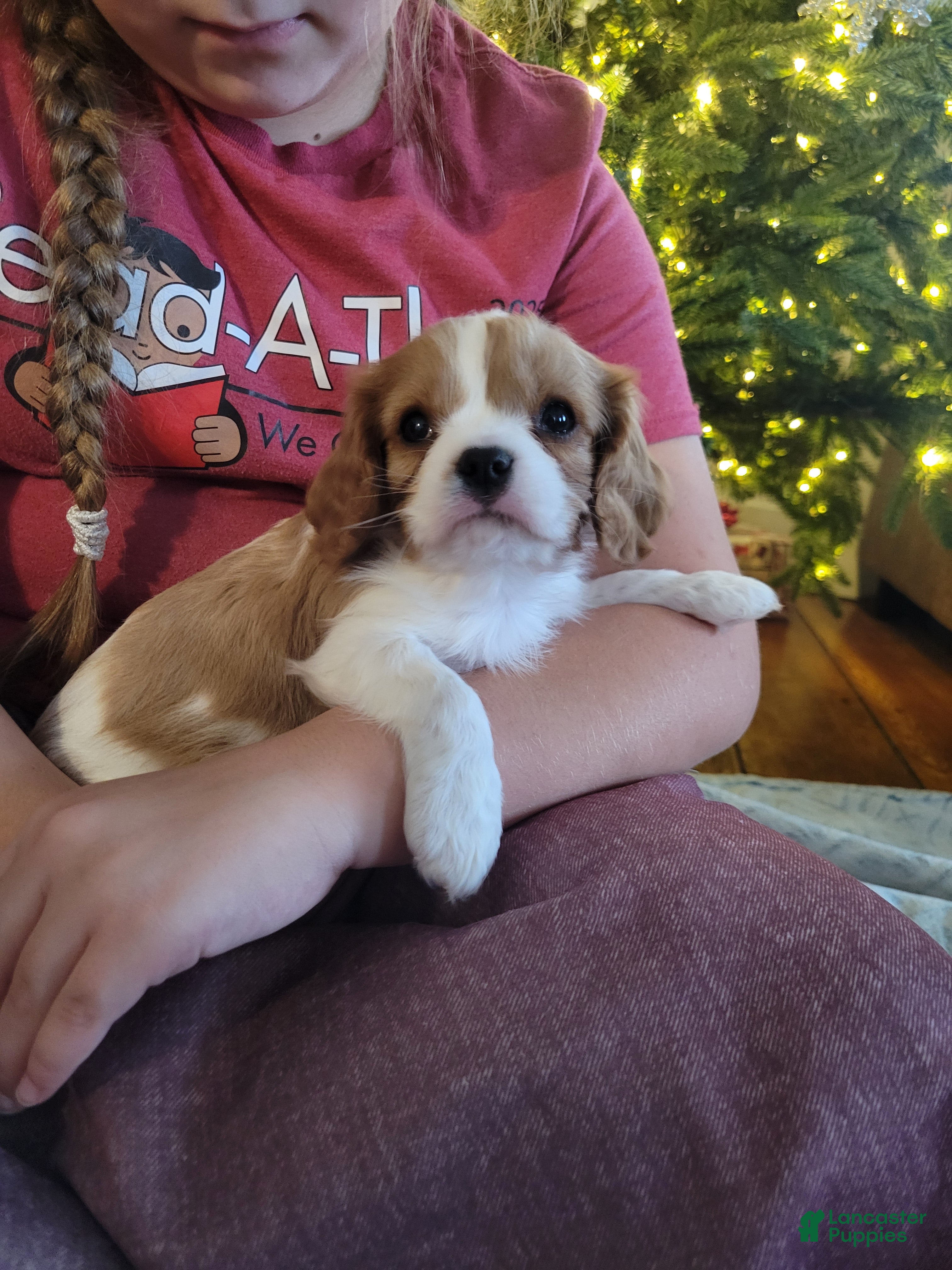 Cavalier King Charles Spaniel dogs Carson - Ad 28