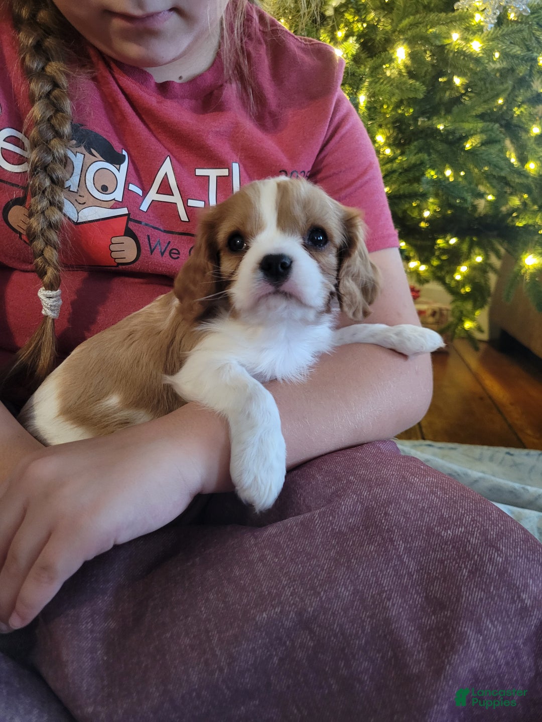 Cavalier King Charles Spaniel dogs for sale: Carson - Ad 1