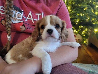 Cavalier King Charles Spaniel dogs Carson - Ad 28