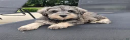 Miniature Schnauzer dogs for sale: Shelby - Ad 3