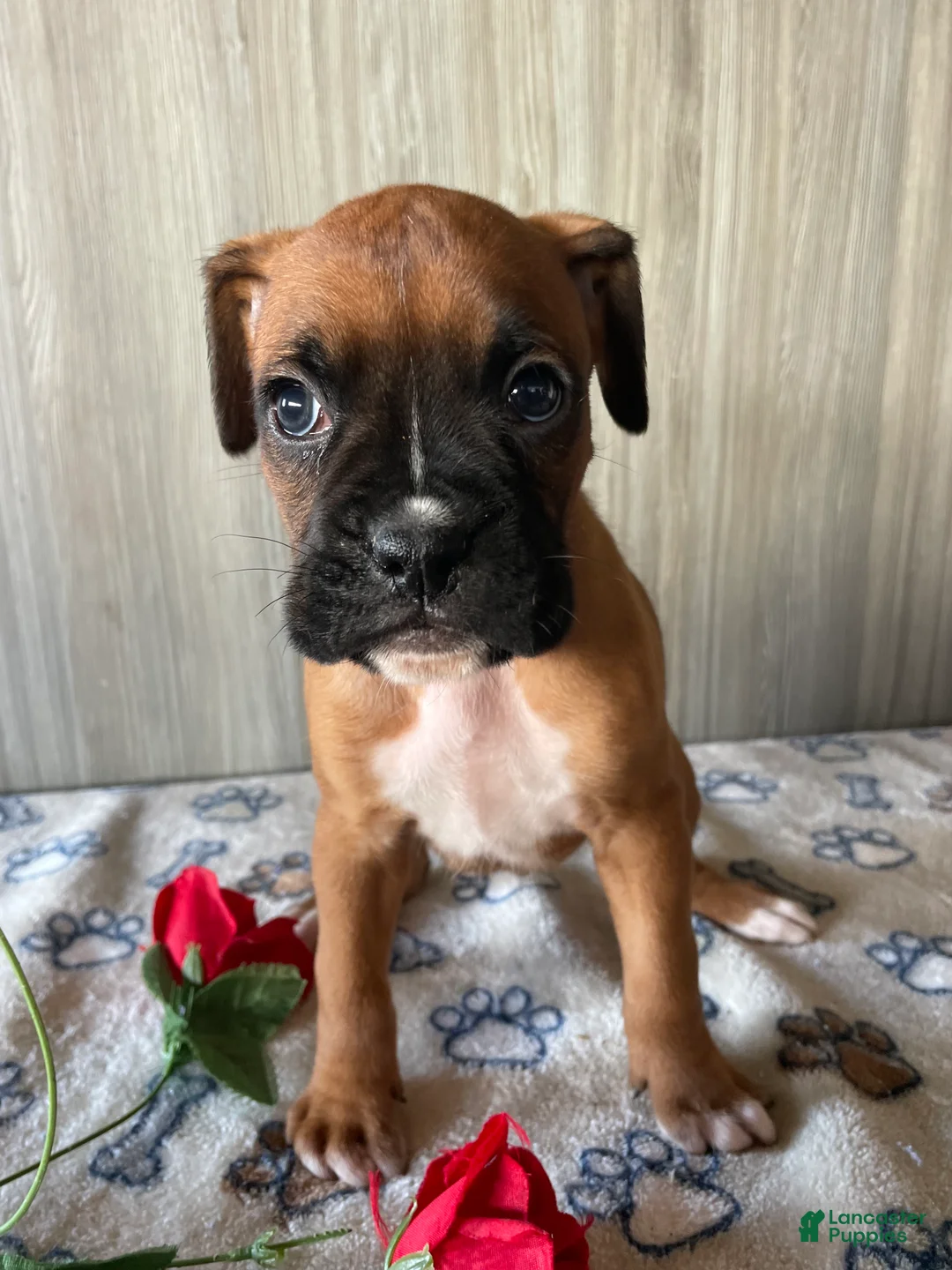 Boxer dogs for sale: Barney - Ad 2