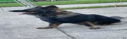 German Shepherd dogs for sale: Dark Sable - Ad 7