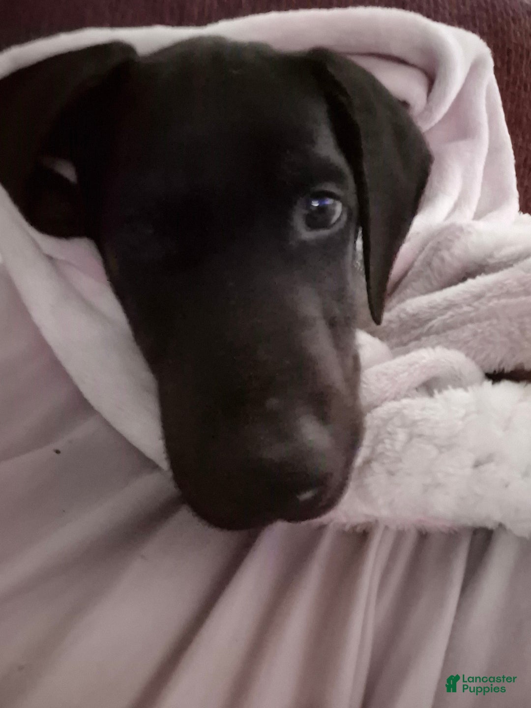 Doberman Pinscher dogs for sale: Pluto - Ad 5