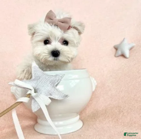 Maltese dogs for sale: Teacup Maltese 1 - Ad 2