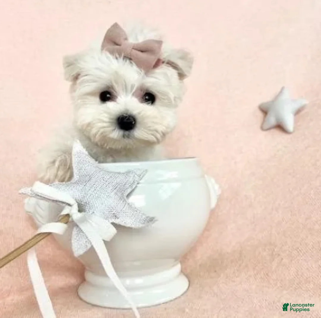 Maltese dogs for sale: Teacup Maltese 1 - Ad 2