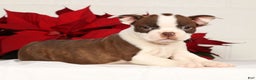 Boston Terrier dogs for sale: Nolan - Ad 3