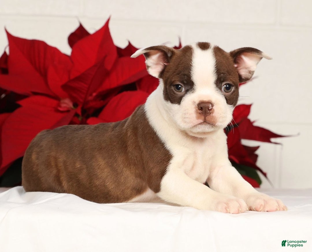 Boston Terrier dogs for sale: Nolan - Ad 3