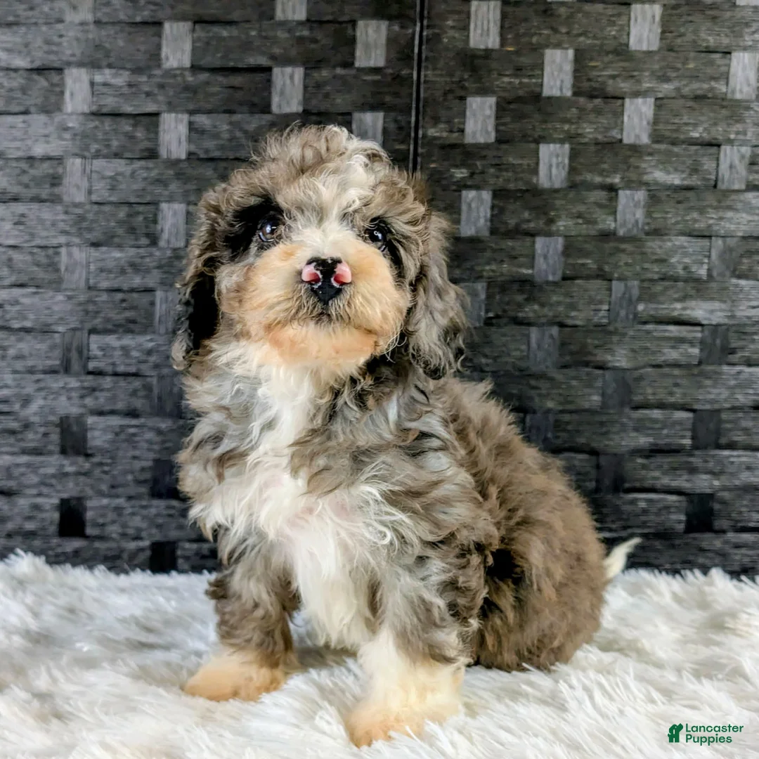 Bichpoo dogs for sale: Bingo - Ad 3