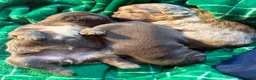 French Bulldog dogs for sale: French Bulldog Puppy 2 - Ad 9