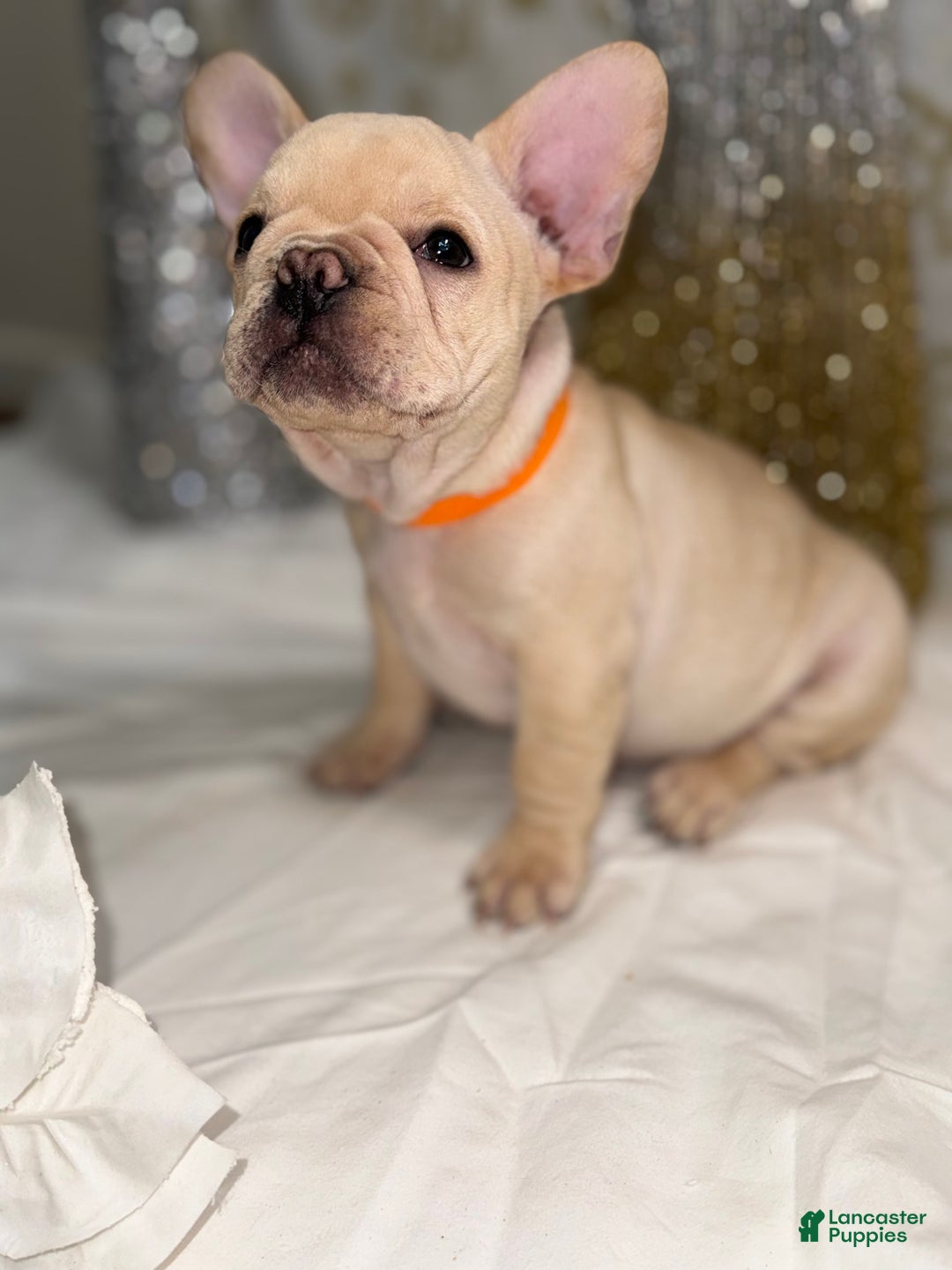 French Bulldog dogs for sale: Flash - Ad 4