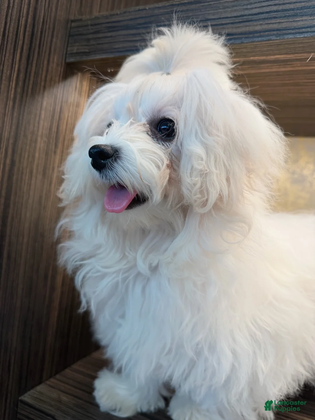 Maltipoo dogs for sale: Lunar - Ad 2