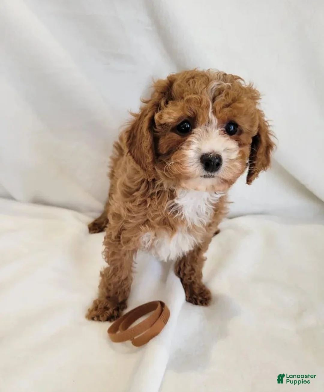 Cavapoo dogs for sale: Reena - Ad 1