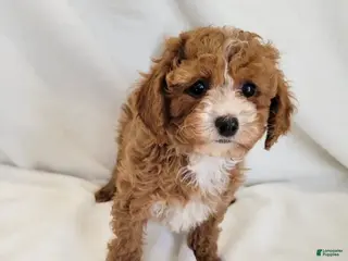 Cavapoo dogs Reena - Ad 42