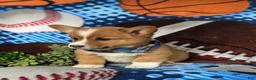 Welsh Corgi Pembroke dogs for sale: Lowell AKC Registered - Ad 6
