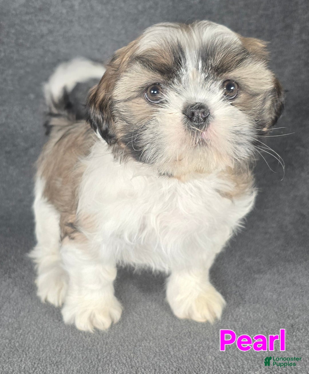 Shih Tzu dogs for sale: Pearl  - Ad 8