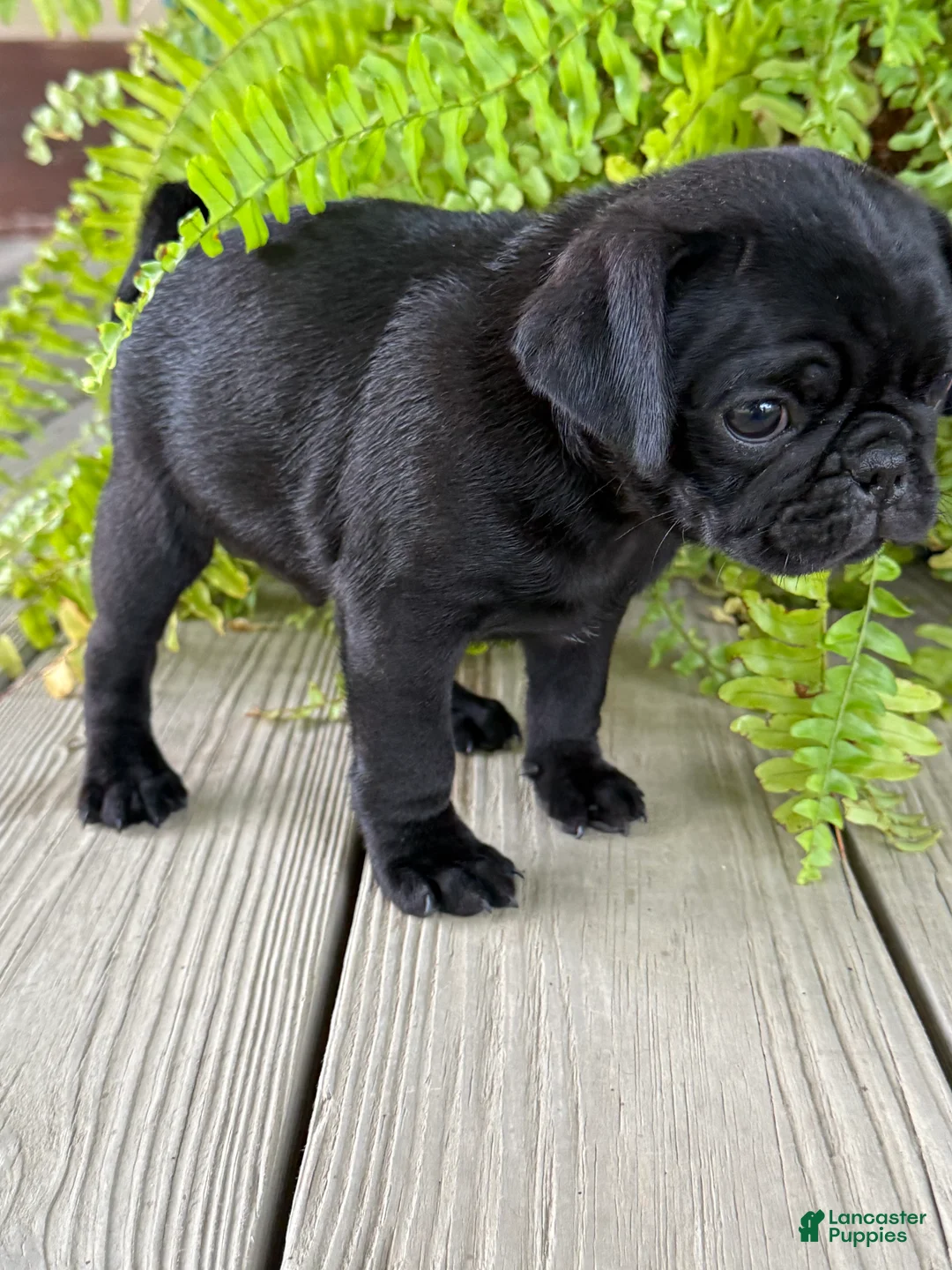 Pug dogs for sale: Pete - Ad 2