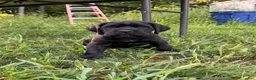 Cane Corso dogs for sale: Max - Ad 13