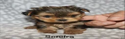 Yorkshire Terrier dogs for sale: Sondra - Ad 2