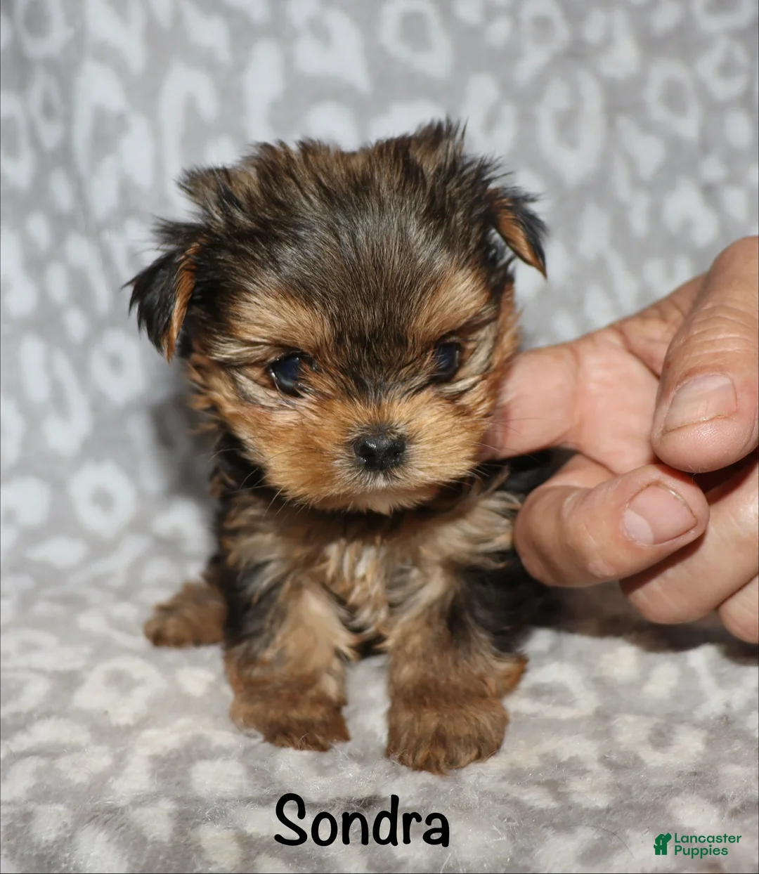 Yorkshire Terrier dogs for sale: Sondra - Ad 2