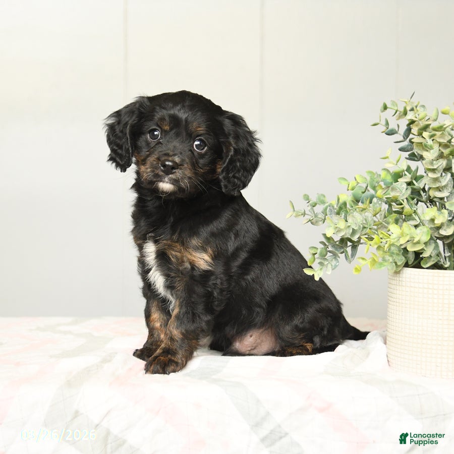Cavapoo dogs Kaleb - Ad 2