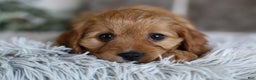 Cavapoo dogs for sale: Mochi - Ad 2