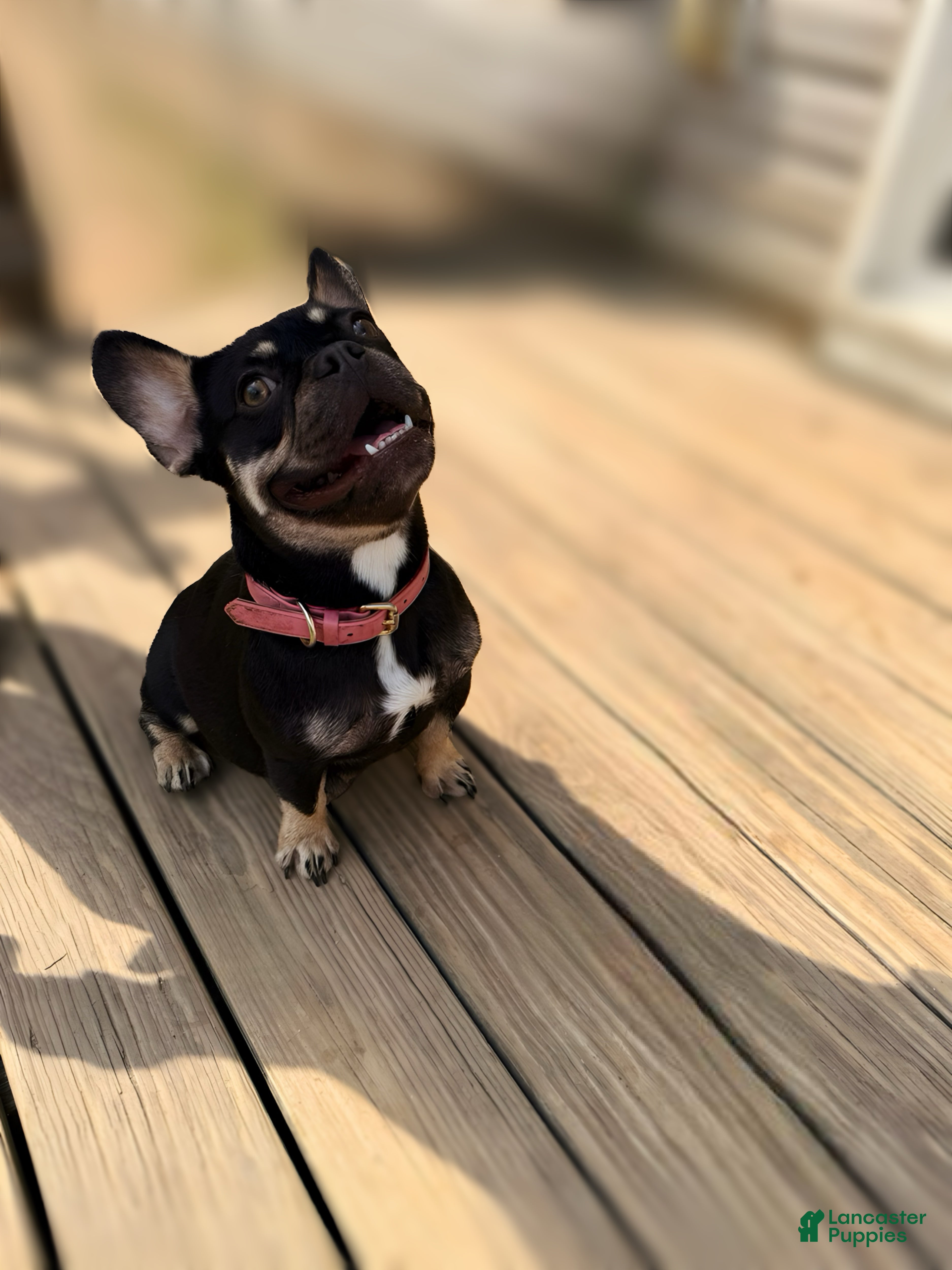 French Bulldog dogs Sophoria - Ad 2