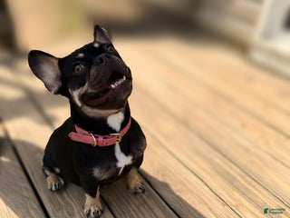 French Bulldog dogs - Ad 29