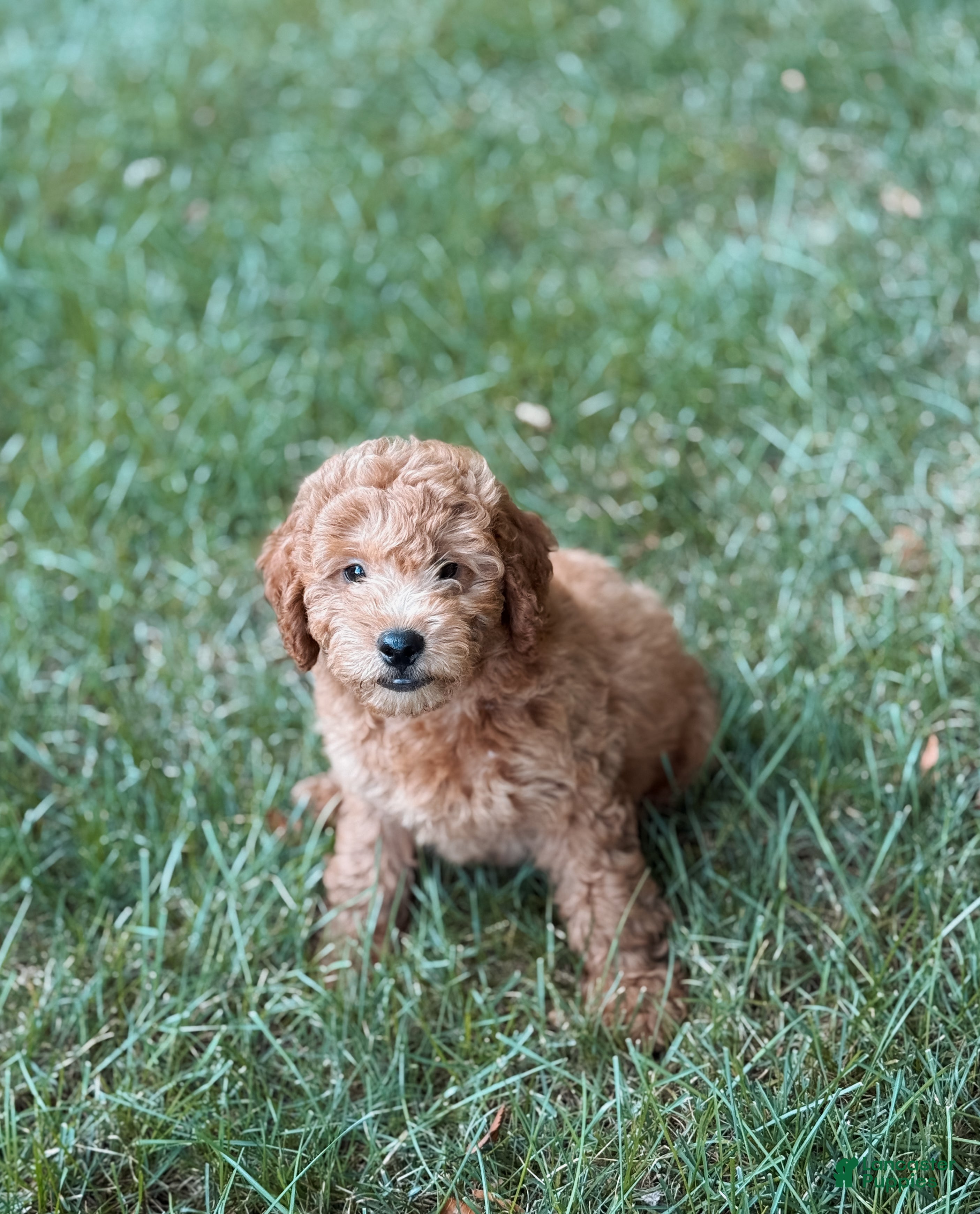 Mini Goldendoodle dogs Tom - Ad 1