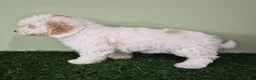 Miniature Poodle dogs for sale: Mercedes - Ad 8