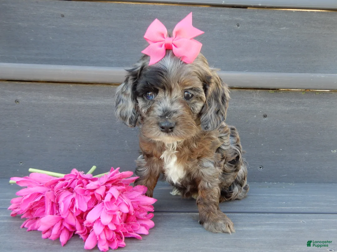 Cockapoo dogs for sale: Skye - Ad 2