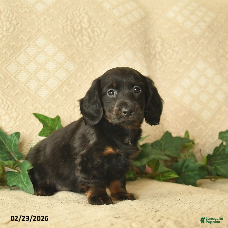 Miniature Dachshund dogs Moonlight  - Ad 2