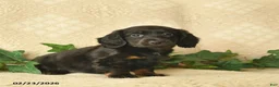 Miniature Dachshund dogs for sale: Moonlight  - Ad 2